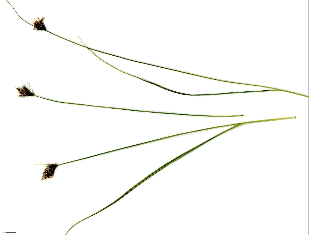 Carex divisa (Cyperaceae)